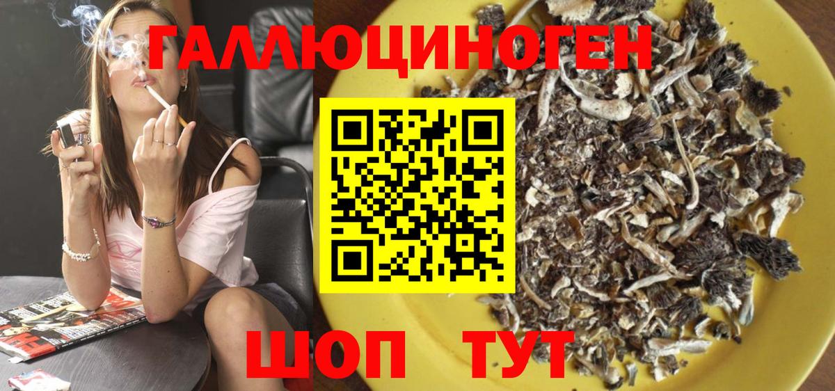 как найти наркотики  Вход с VPN  Хасавюрт  Псилоцибиновые грибы Psilocybine cubensis 
